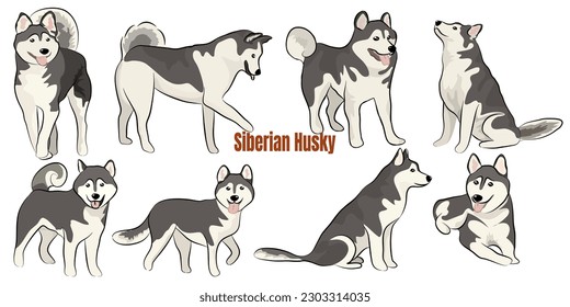 Siberian Husky set, white and black purebred dog animal in various poses vector Illustration on a white background