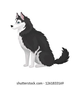 Siberian Husky sitting, white and black purebred dog animal with blue eyes, side view vector Illustration on a white background