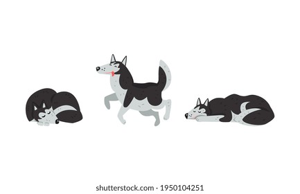 Siberian Husky Sleeping, Cuddling and Walking Vector Set