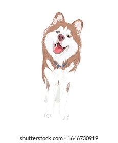 Siberian husky smile cartoon drawing Dog breed Husky Vector Illustration