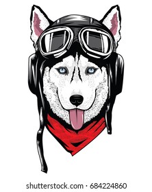 Siberian Husky using helmet