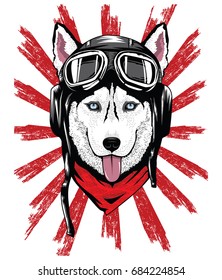 Siberian Husky using helmet with red background