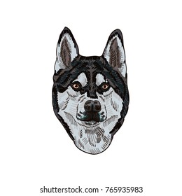 Siberian husky vector drawing illustration