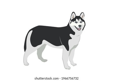 Siberian husky vector illustration isolated on white background