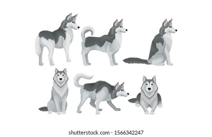 Siberian Husky Vector Set. Purebred Doggy in Different Poses