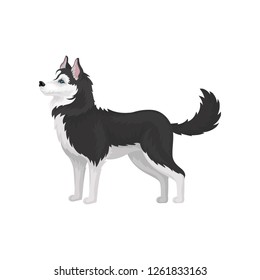 Siberian Husky, white and black purebred dog animal with blue eyes, side view vector Illustration on a white background