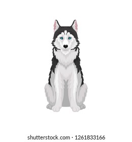 Siberian Husky, white and black purebred dog animal with blue eyes, front view vector Illustration on a white background