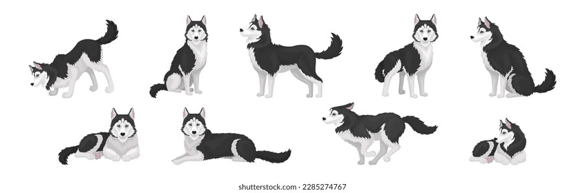 Siberian Husky White and Black Purebred Dog Breed Vector Set