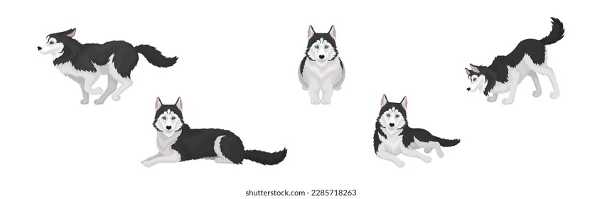 Siberian Husky White and Black Purebred Dog Breed Vector Set