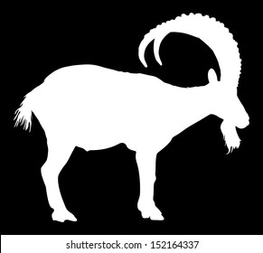 Siberian Ibex Capra sibiric vector silhouette isolated on black background. 