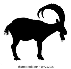 Siberian Ibex Capra sibiric vector. Black goat silhouette isolated on white background. 