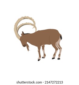 Der sibirische Ibex, Capra sibirica, wird auch als Altai ibex, Zentralasien, Gobi, Himalaya oder Mongolei bezeichnet. Diese Art ist eine große und schwer gebaute Ziege.