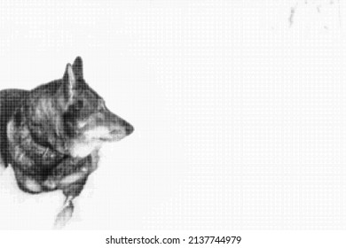 Siberian Laika dog lies on the snow. Halftone dots effect style. Vector.