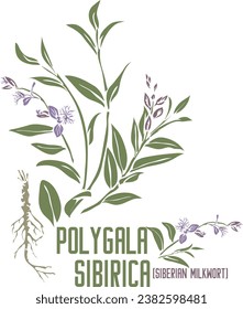 Hierba siberiana de ordeñe de leche en silueta vectorial de color. Planta de poligala sibirica medicinal. Conjunto de flores de poligala sibirica, hojas, imagen de raíz en color para productos farmacéuticos. Dibujo del color de las hierbas medicinales