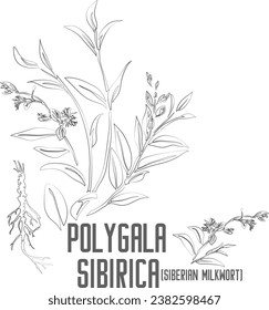Siberian milkwort vector contour. Polygala sibirica plant outline. Set of Polygala sibirica root, flowers, leafs in Line for pharmaceuticals. Contour drawing of medicinal herbs