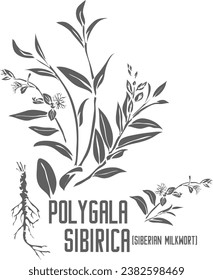 Siberian milkwort vector silhouette. Medicinal Polygala sibirica plant outline. Set of Polygala sibirica flowers, root, leafs in Line for pharmaceuticals. Contour drawing of medicinal herbs