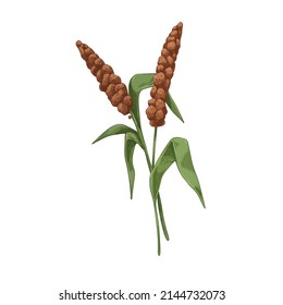 Siberian millet, field grain plant. Vintage botanical drawing of seed crop, grass. Realistic detailed hand-drawn vector illustration isolated on white background.