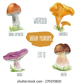 Siberian mushrooms. Vector watercolor illustration.