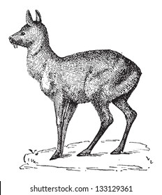 Siberian Musk Deer or Moschus moschiferus, vintage engraved illustration. Dictionary of Words and Things - Larive and Fleury - 1895