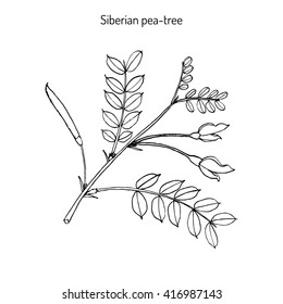 Siberian peashrub (caragana arborescens) or Siberian pea-tree, or caragana. Hand drawn botanical vector illustration