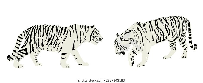 Siberian tiger couple vector illustration isolated on white background. Big wild cat male and female in love. Amur tiger.  Tattoo sign. Zoo attraction.