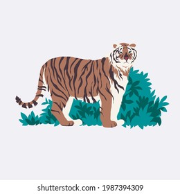 Siberian Tiger isolated vector illustration. Panthera tigris altaica sitting in bushes design element. Wildlife Asian animal in realistic style.