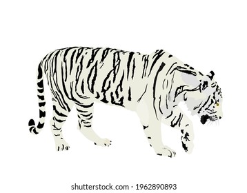 Siberian tiger vector illustration isolated on white background. Big wild cat. Amur tiger. Panthera tigris altaica. Tatoo sign. Zoo attraction.