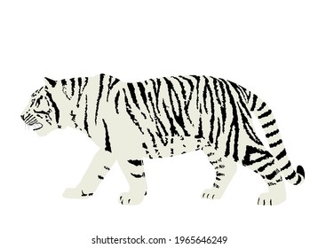 Siberian tiger vector illustration isolated on white background. Big wild cat. Amur tiger. Panthera tigris altaica. Tatoo sign. Zoo attraction.