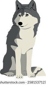 Siberian Wolf Isolated, gray canine