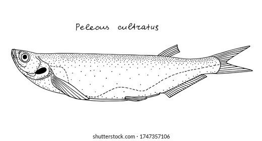 Sichel (Pelecus cultratus). Freshwater and sea fish. Black and white hand drawing realistic vector image.