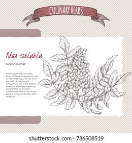 Sicilian sumac aka Rhus coriaria hand drawn sketch. Culinary herbs collection. Great for cooking, medical, gardening design