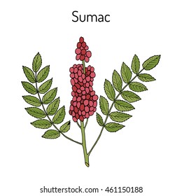 Sicilian sumac (Rhus glabra) branch with leaves and berries. Hand drawn botanical vector illustration