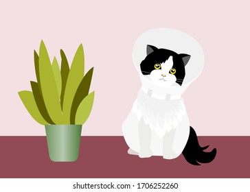 Sick adorable back and white persian tuxedo cat wearing pet medical collar cone (Elizabethan collar) to avoid licking, sitting in house.  Vector Illustration. Idea for animal hospital or veterinary.