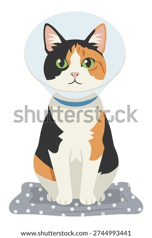 Sick cat, wearing cone, veterinary care, recovery, comfort, pet, feline.