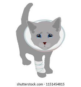 Sick, cute, gray fluffy cat, kitten with illness. Disease of domestic animals. Veterinary Clinic, Pharmacy. Sick kitten Modern vector flat design image isolated on white background