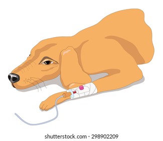 Sick dog has an Infusion therapy in a veterinary clinic