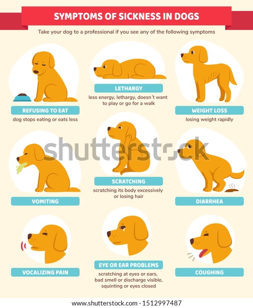 Dog Diarrhea Chart
