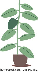 Sick ficus flower in pot