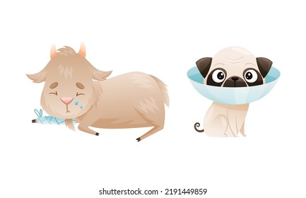 Sick Goat and Dog Animal with Bandage on Leg and Collar on Neck Vector Set