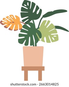 Sick monstera flower in pot