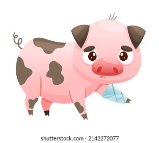 Sick Pig Farm Animal. Sad Piglet With Bandage On Its Paw Cartoon Vector Illustration