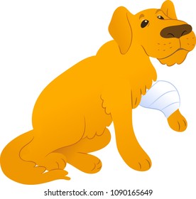 Sick sitting gold rertiever with bandage. Vector illustration