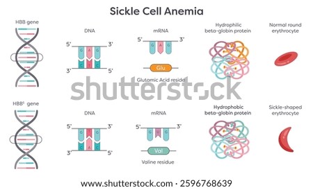 Sickle Cell Anemia HBB point mutation graphic