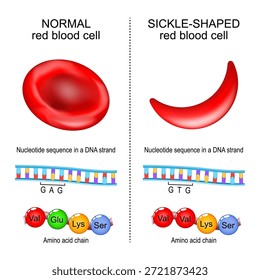 Sichelzellkrankheit. Normale rote Blutkörperchen und sichelförmige RBCs. Nahaufnahme von Aminosäurekette und Nukleotidsequenz in einem DNA-Strang. Vektorgrafik