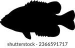 Side body view example - Icon vector art study silhouette model of a rock bass fish species. Rock bass are opportunistic feeders in a range of rocky fresh water environments.