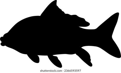 Side body view example - Icon vector art study full body silhouette model of a wild common carp fish species. 