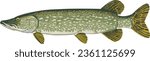 Side body view example - Vector art study model of a predatory spotted muskie fish species.