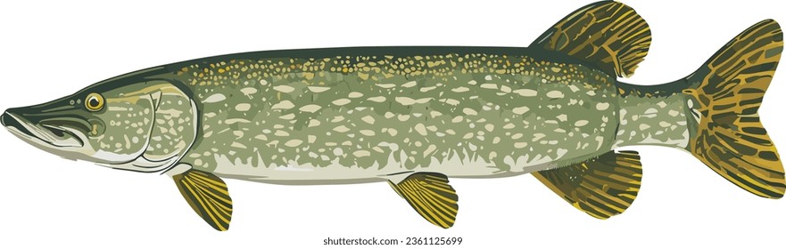 Side body view example - Vector art study model of a predatory spotted muskie fish species.