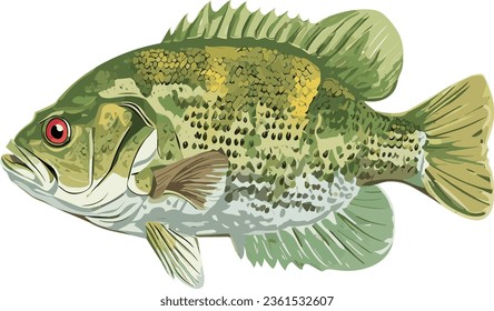 Side body view example - Vector art study model of a rock bass fish species. Olive to bronze hue in color, Rock bass are opportunistic feeders in a range of rocky fresh water environments.