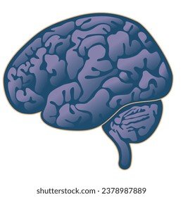 Side brain a cross secton 